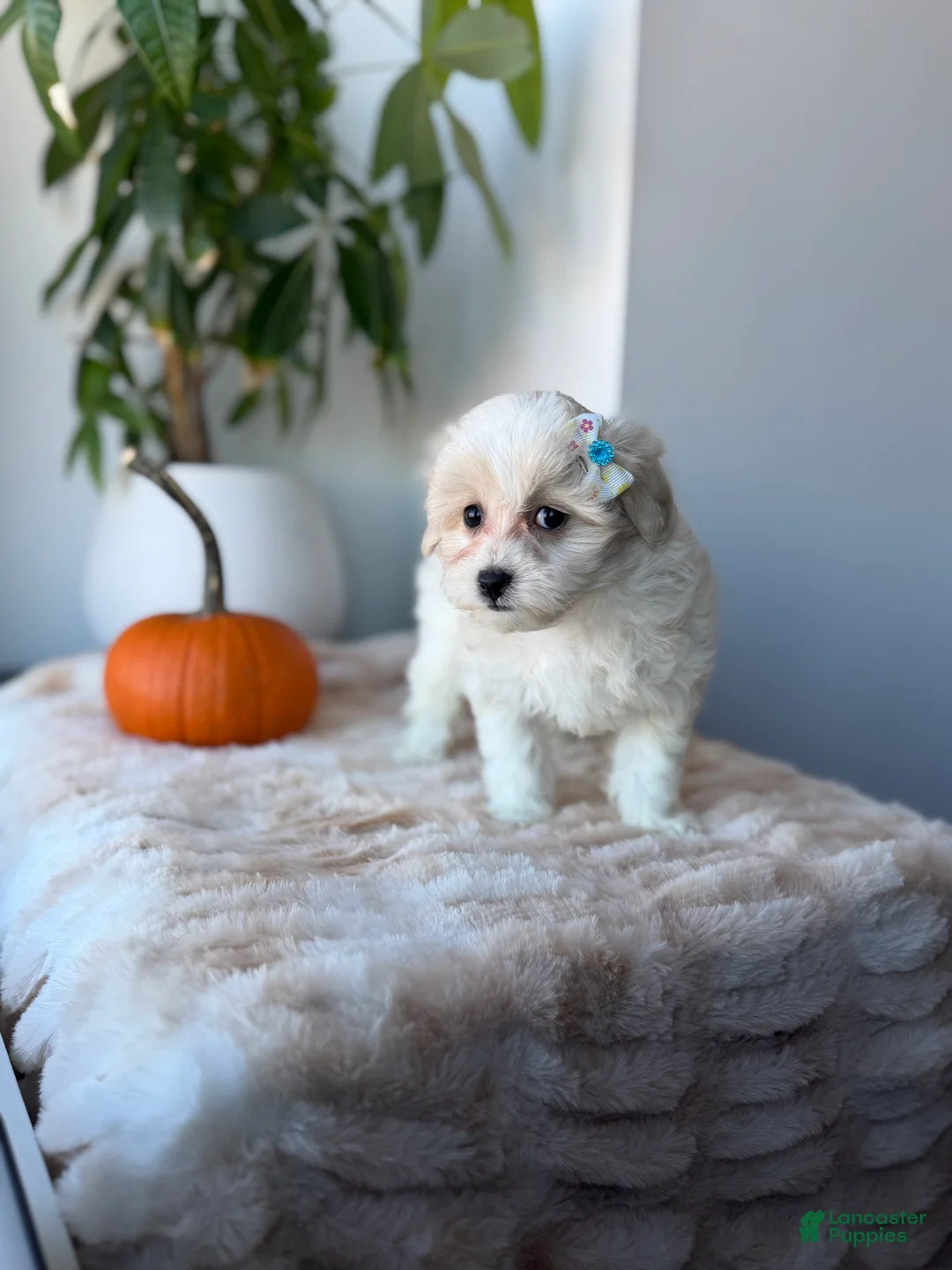 Maltipoo dogs for sale: Sunshine - Ad 6
