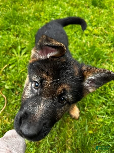 German Shepherd dogs Girl 4 - Ad 16