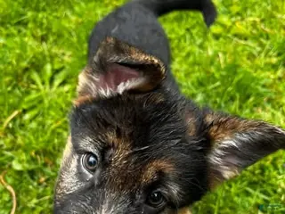 German Shepherd dogs Girl 4 - Ad 16