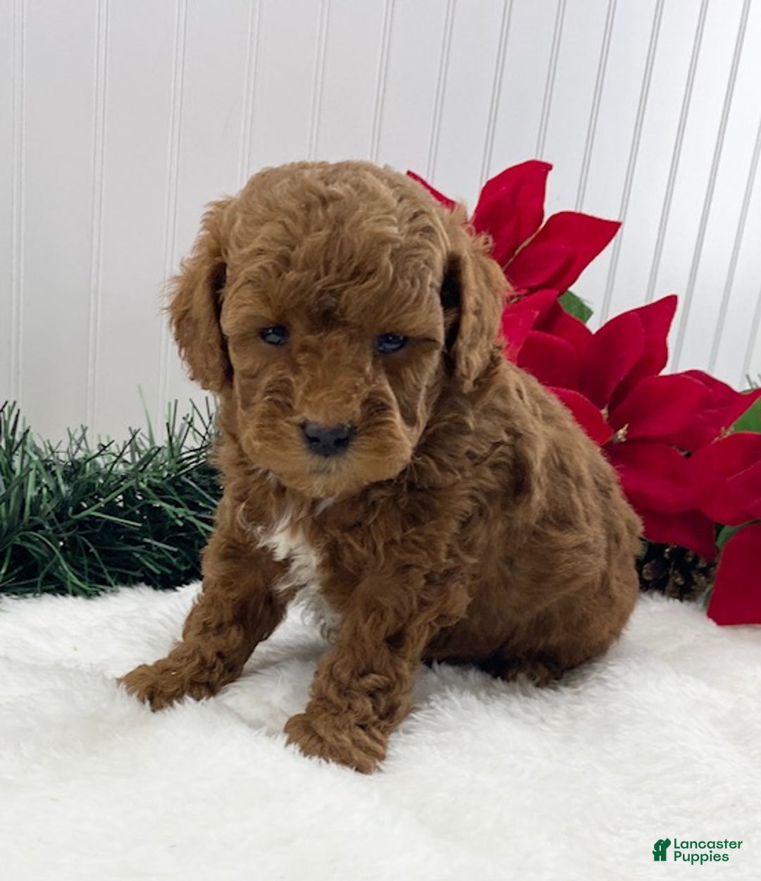 Toy Poodle dogs for sale: Jingle - Ad 4