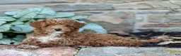 Miniature Poodle dogs for sale: Kenny - Ad 4