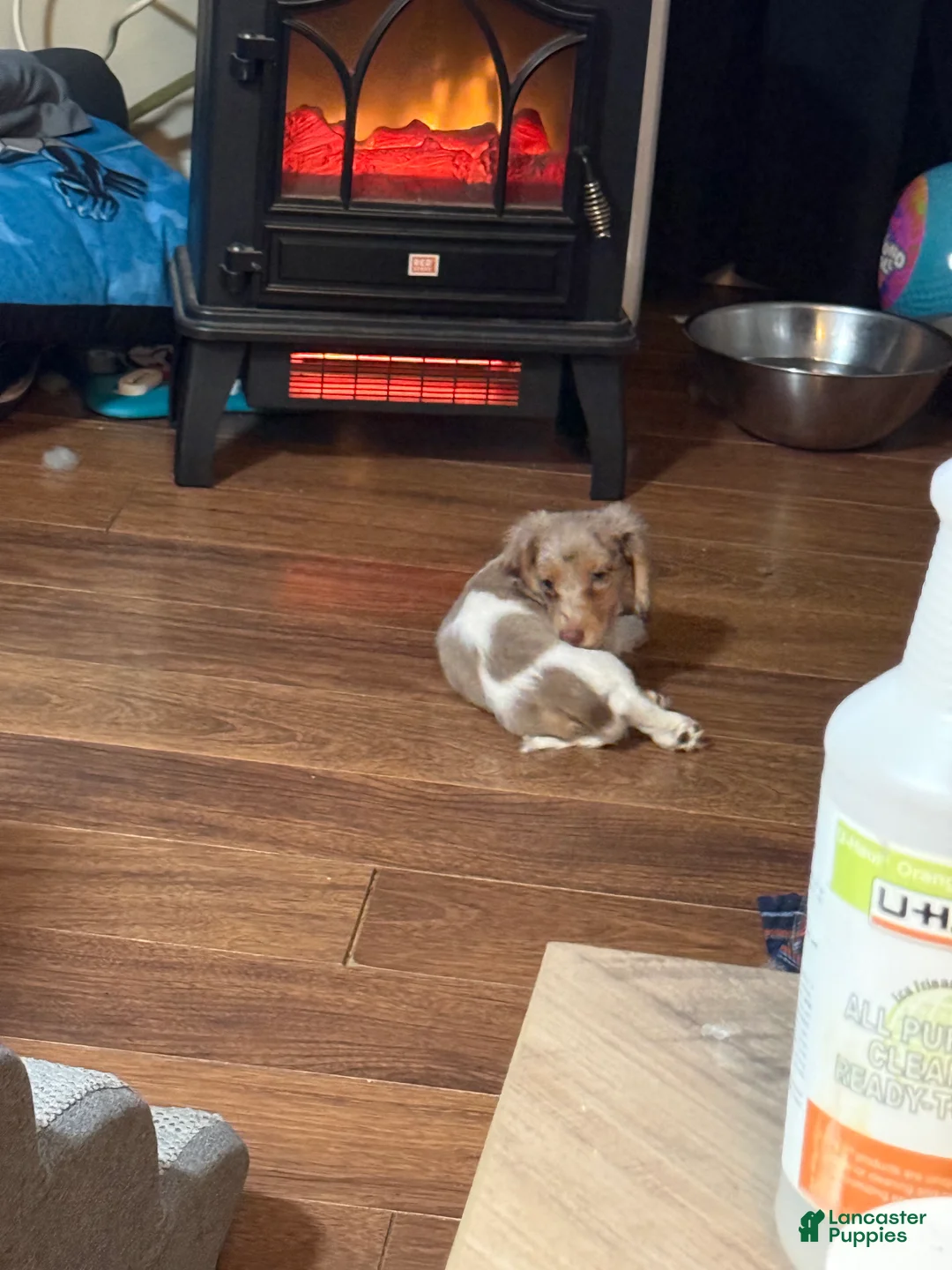 Dachshund dogs for sale: Dachshund Puppy 1 - Ad 9
