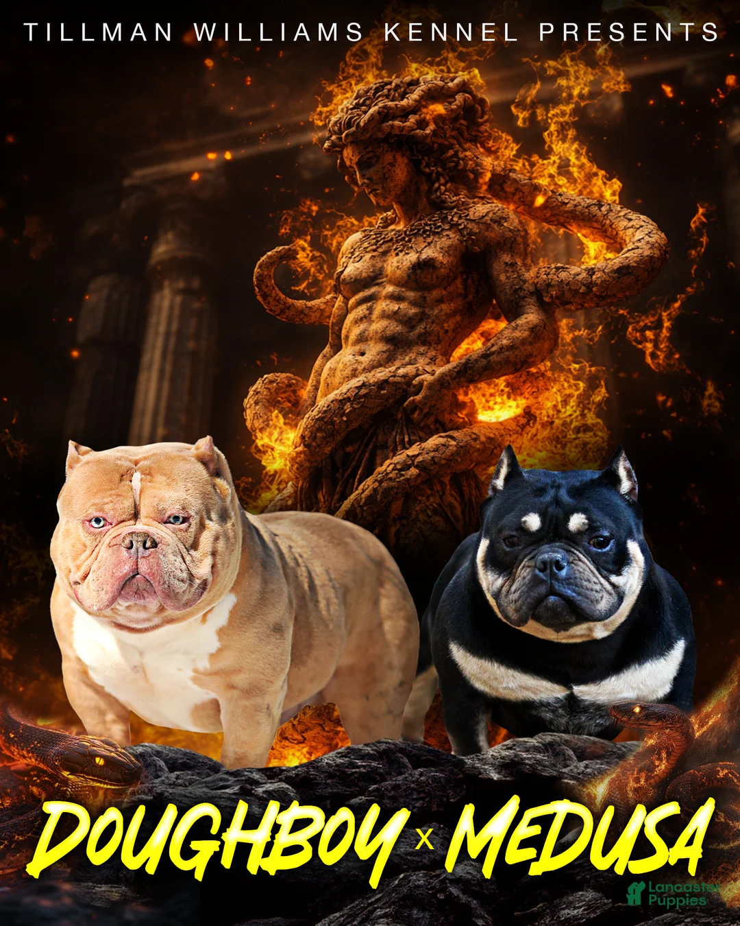 American Bully dogs for sale: Black Fawn Merle Female - Ad 5