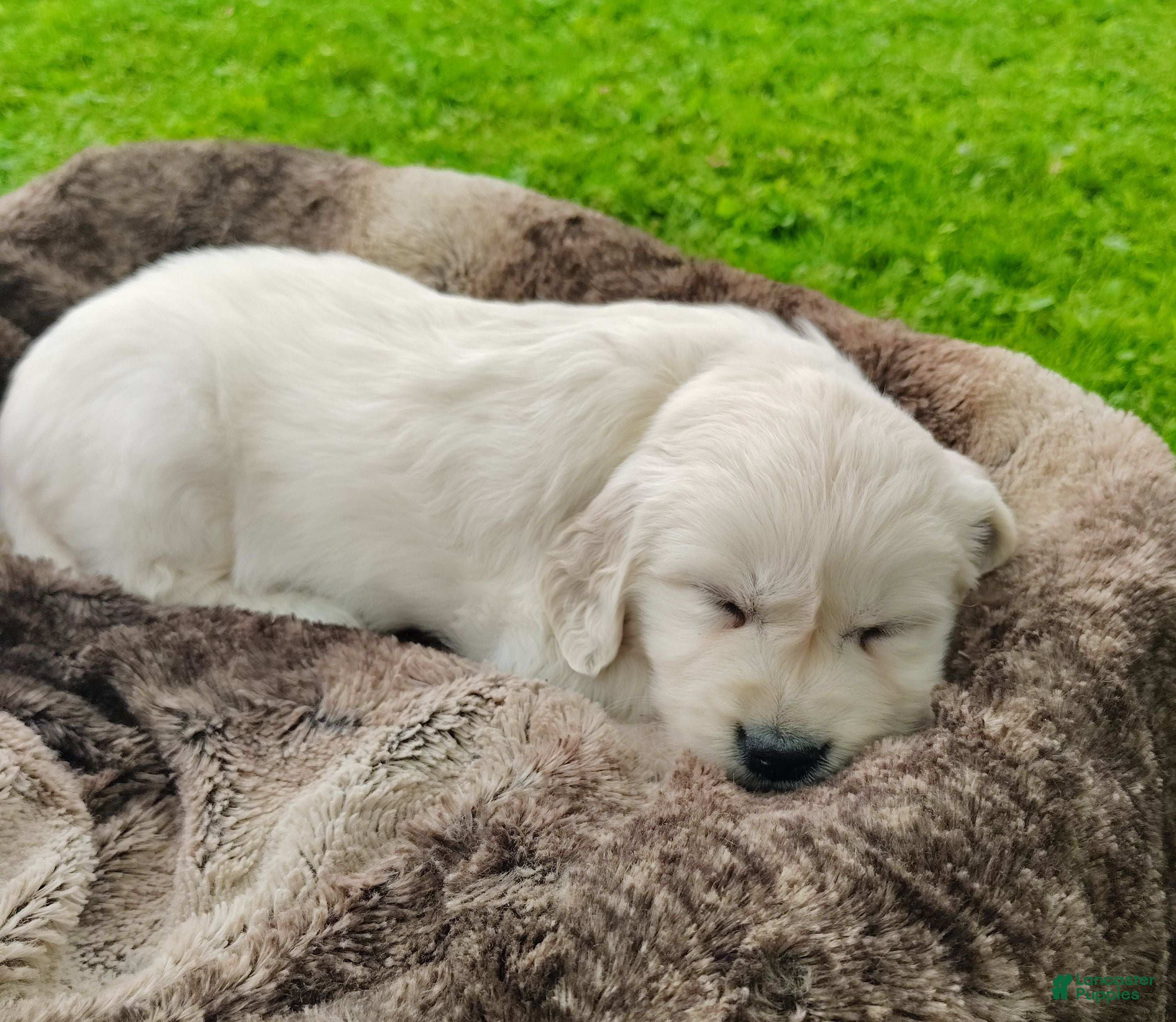 Golden Retriever dogs Rosie - Ad 2