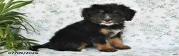 Mini Bernedoodle dogs for sale: Tara - Ad 2