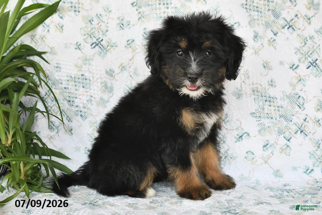 Mini Bernedoodle dogs for sale: Tara - Ad 2