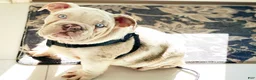 English Bulldog dogs for sale: Dallas - Ad 8