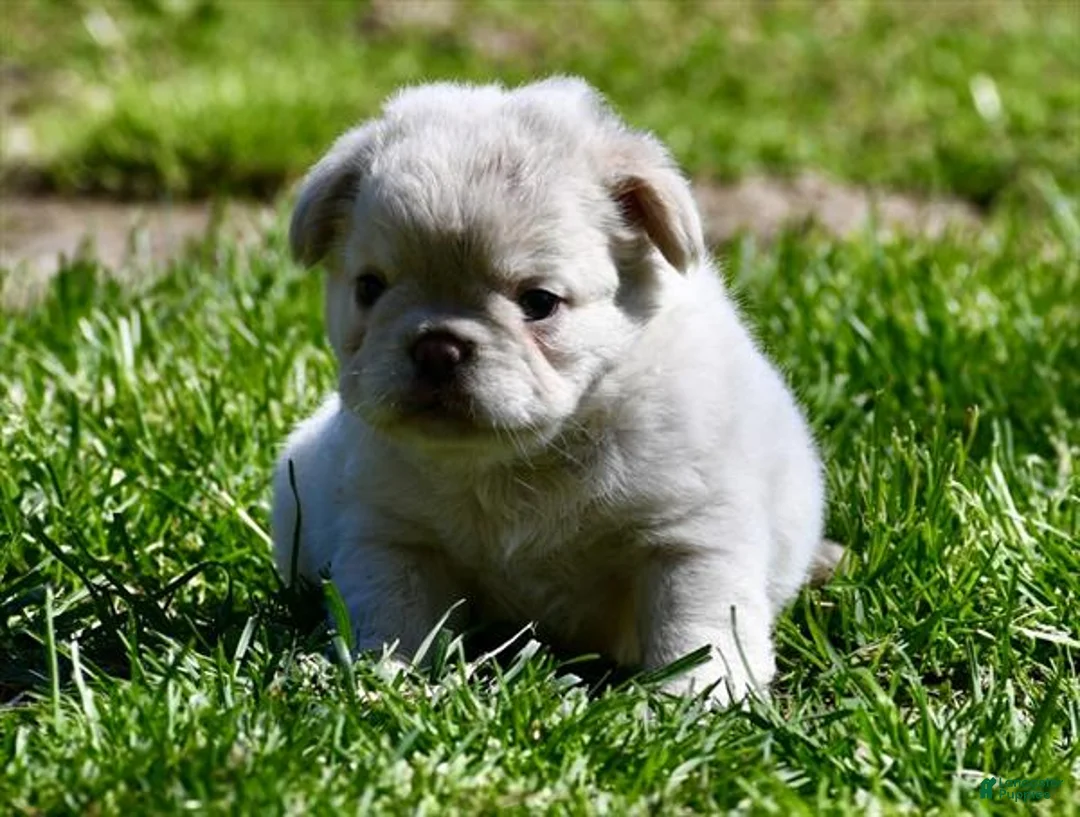 French Bulldog dogs for sale: French Bulldog Puppy 1 - Ad 1