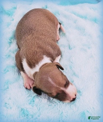 Italian Greyhound dogs Shiloh - Ad 1
