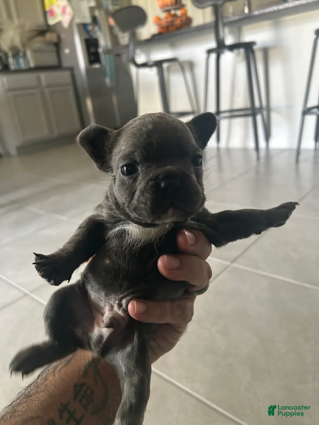 French Bulldog dogs for sale: Gray - Ad 1
