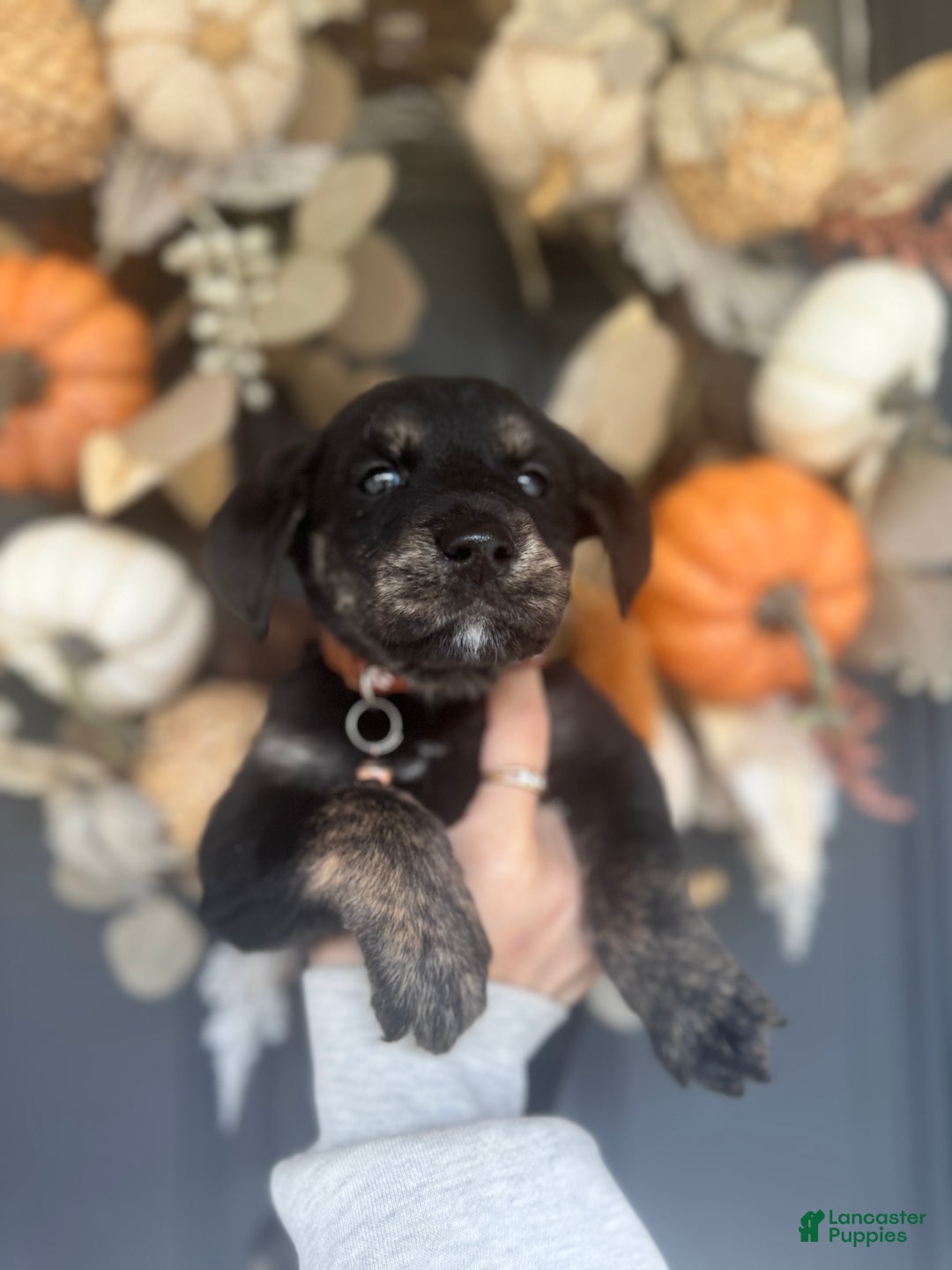 Mixed Breed dogs for sale: Skye - Ad 12