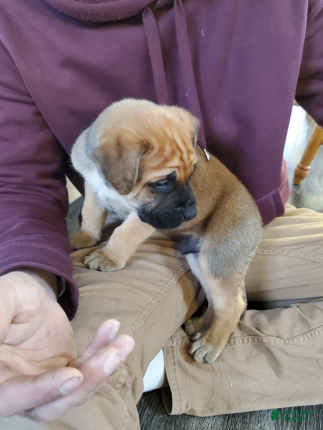 English Mastiff dogs for sale: Finn - Ad 3