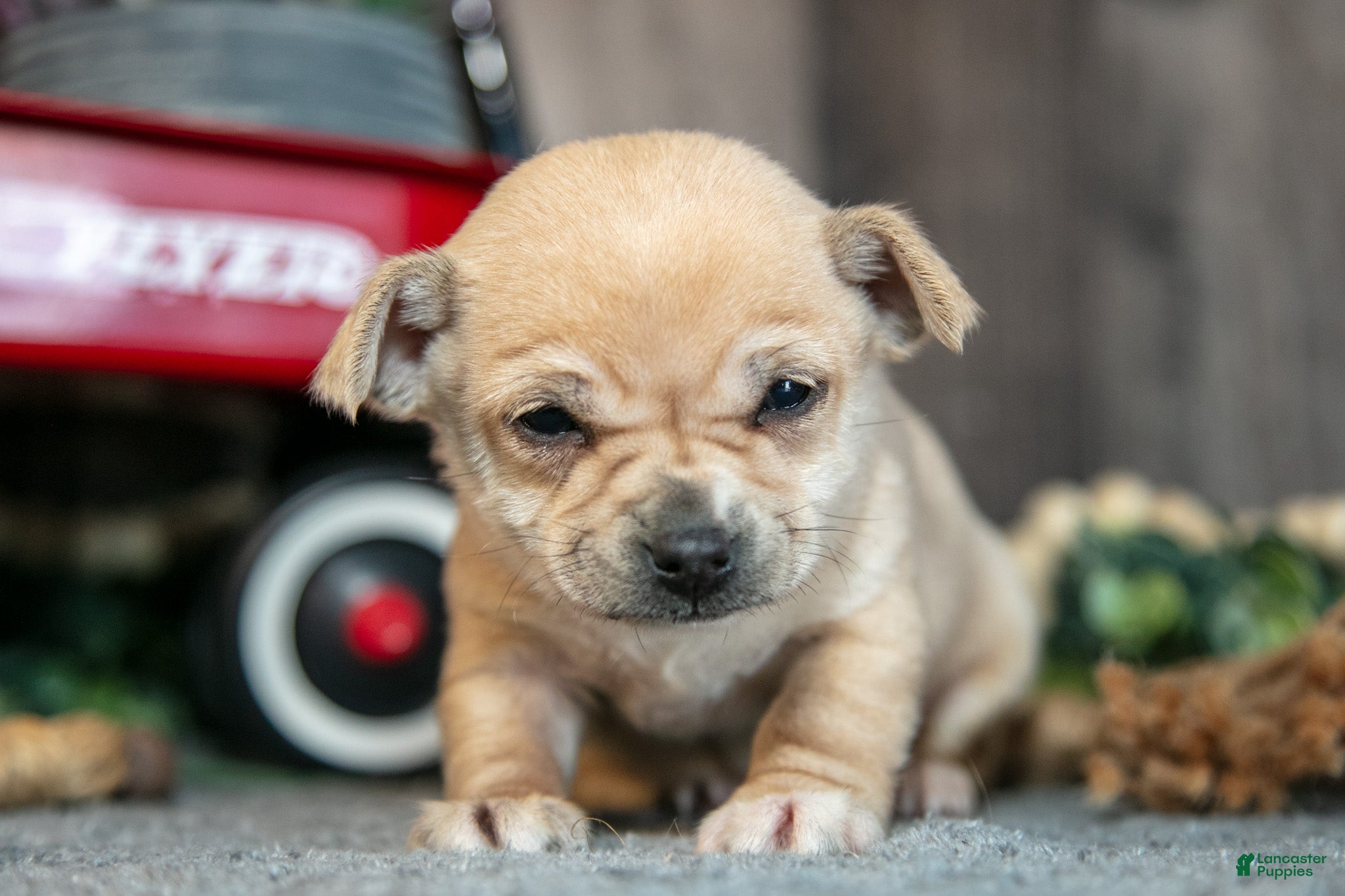 Chihuahua dogs Kinsley - Ad 1