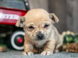 Chihuahua dogs for sale: Kinsley - Ad 2