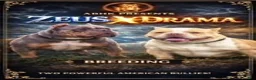 American Bully dogs for sale: FEMALE PINK COLLAR - Ad 5