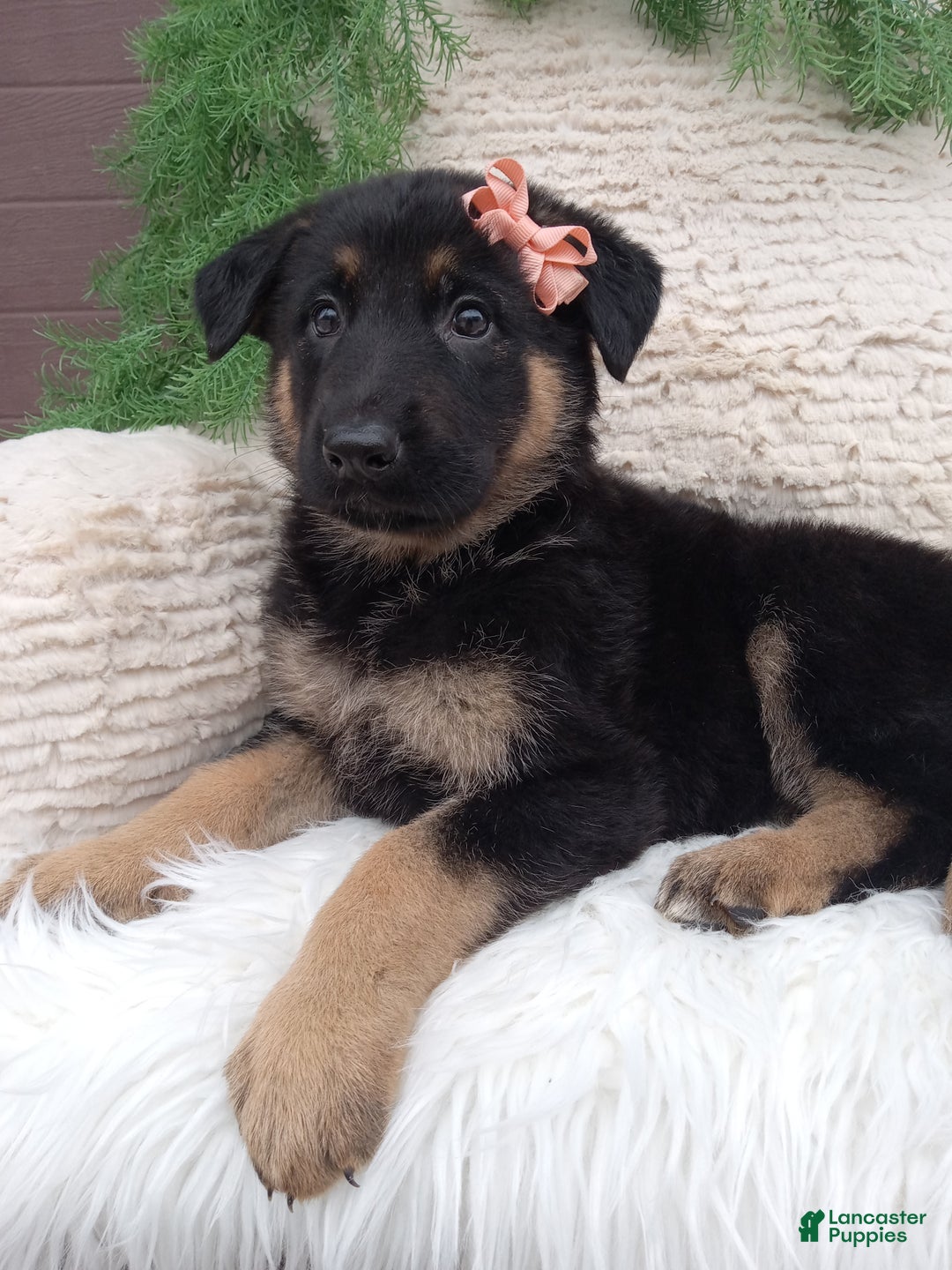 German Shepherd dogs for sale: Lexi  - Ad 1