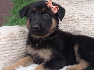 German Shepherd dogs for sale: Lexi - Ad 3