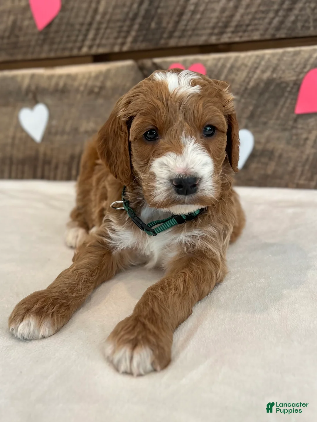 Irish Doodle dogs for sale: Jackson - Ad 9