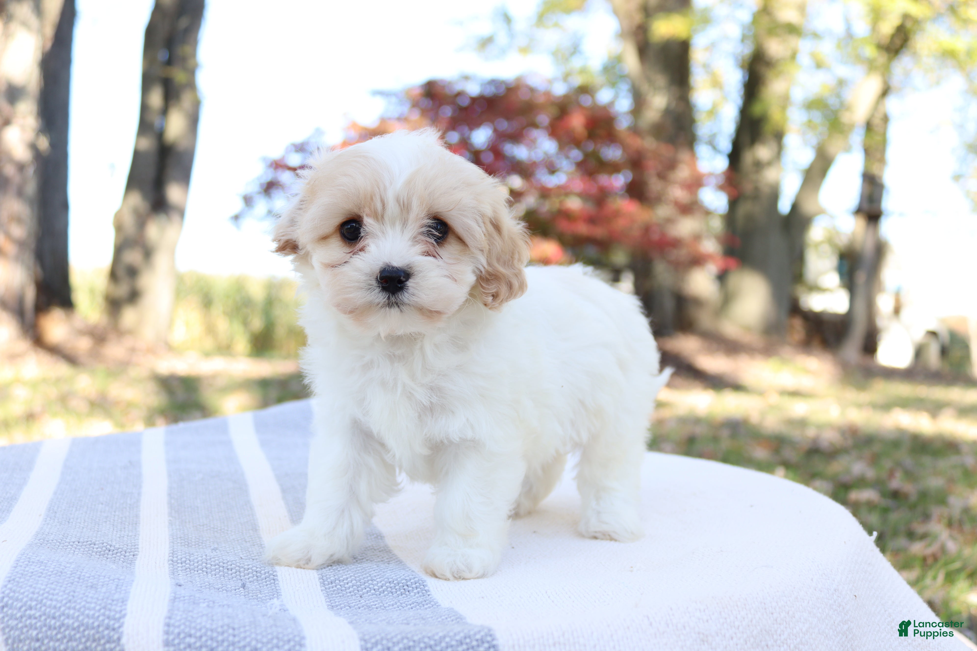 Cavapoo dogs for sale: Autuma  - Ad 2