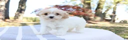 Cavapoo dogs for sale: Autuma  - Ad 2