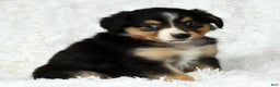 Australian Shepherd dogs for sale: Maggie - Ad 8