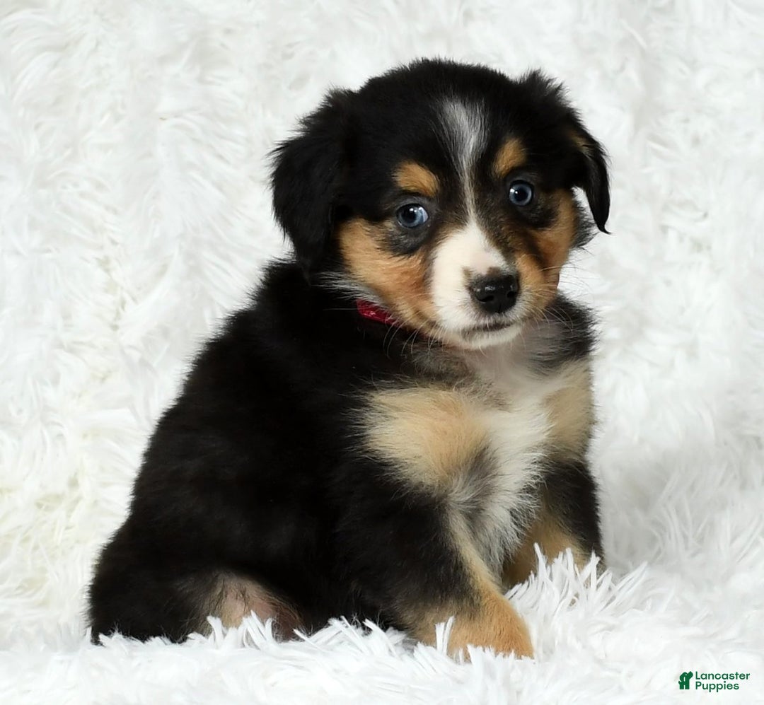 Australian Shepherd dogs for sale: Maggie - Ad 8
