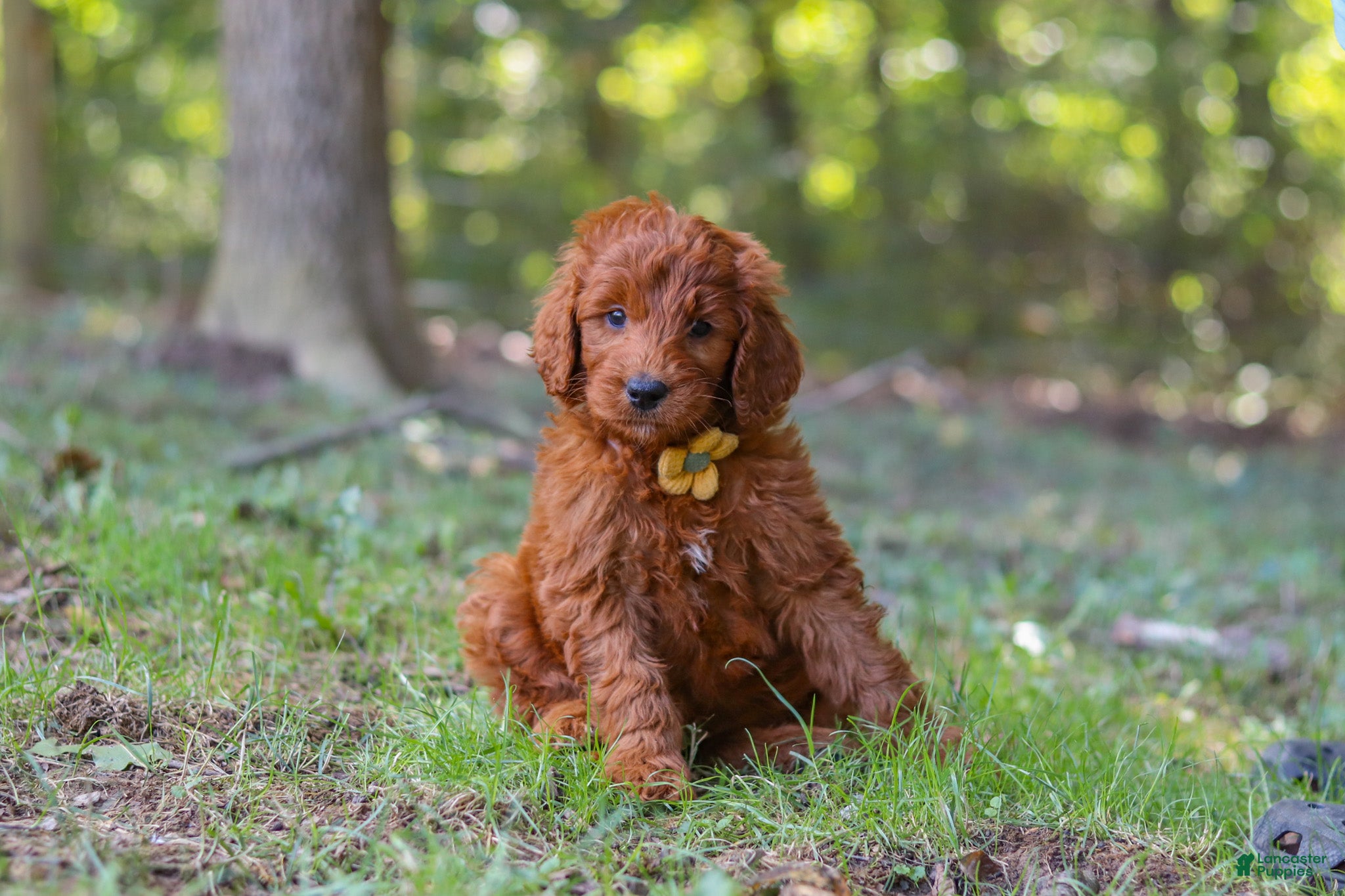 Goldendoodle dogs Max - Ad 2
