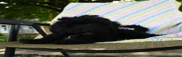 Havapoo dogs for sale: Bouncer - Ad 4