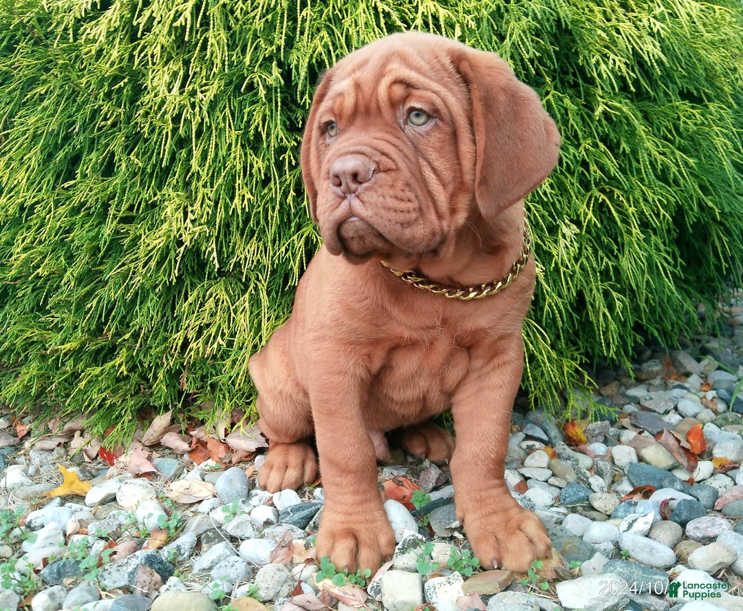 Gallery Image {{count}}