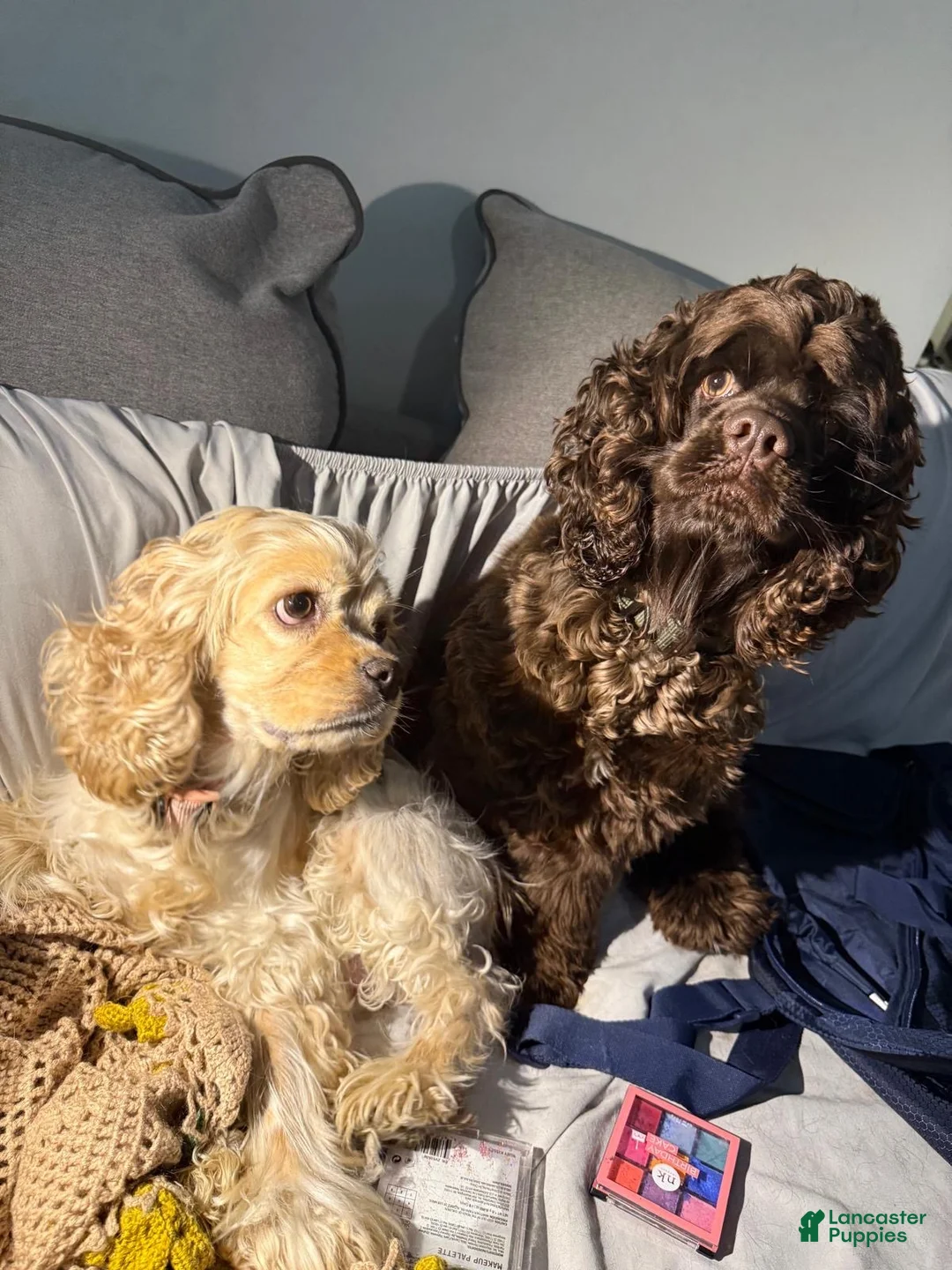 Cocker Spaniel dogs for sale: Cocker Spaniel 2 - Ad 2