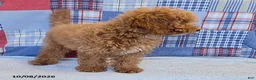 Mini Goldendoodle dogs for sale: Tiffany - Ad 5