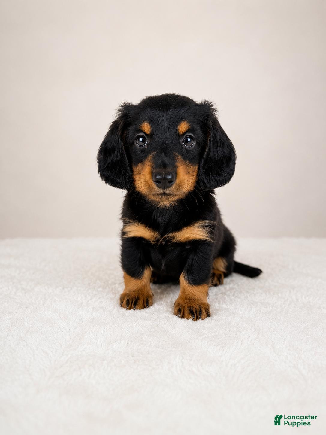 Miniature Dachshund dogs Gracie - Ad 2