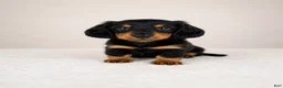 Miniature Dachshund dogs for sale: Gracie - Ad 5
