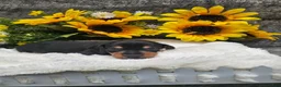 Dachshund dogs for sale: Oscar - Ad 4