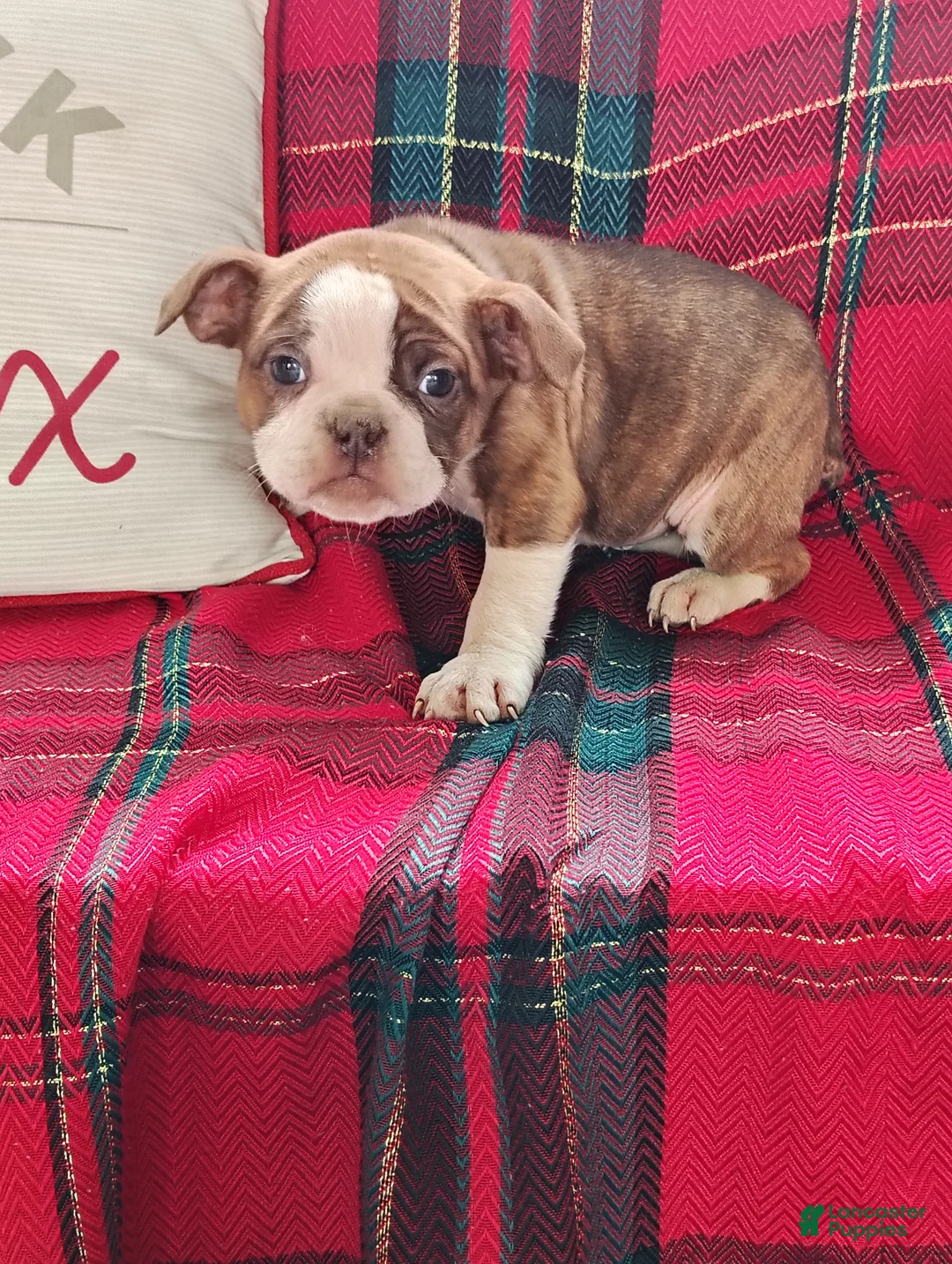 Olde English Bulldogge dogs for sale: Tonya - Ad 3