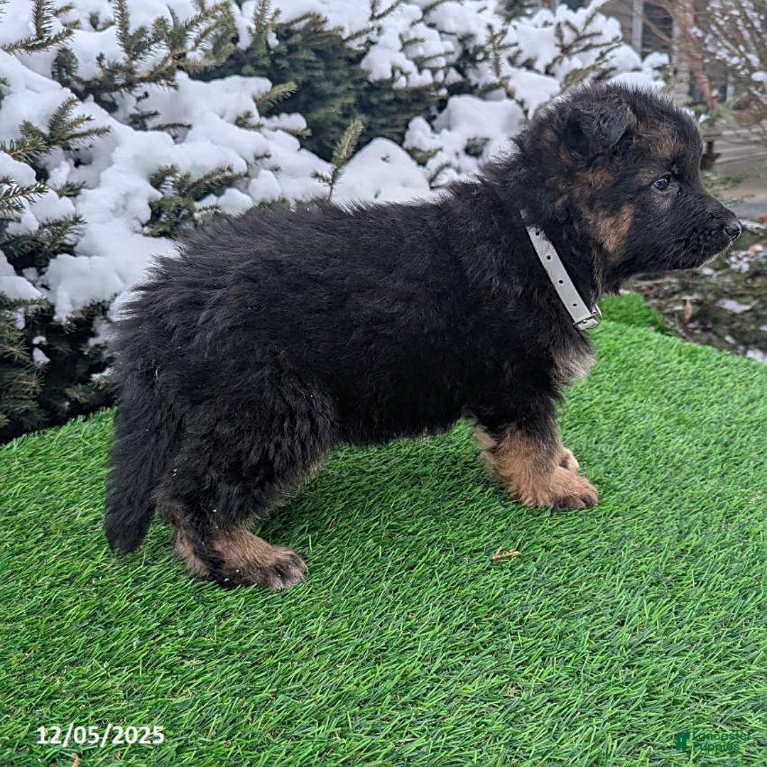 German Shepherd dogs for sale: Condo  - Ad 2