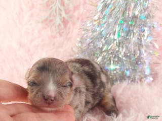 Chihuahua dogs Priscilla - Ad 22