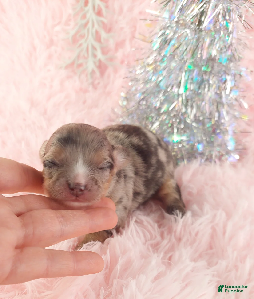 Chihuahua dogs for sale:  Priscilla - Ad 1