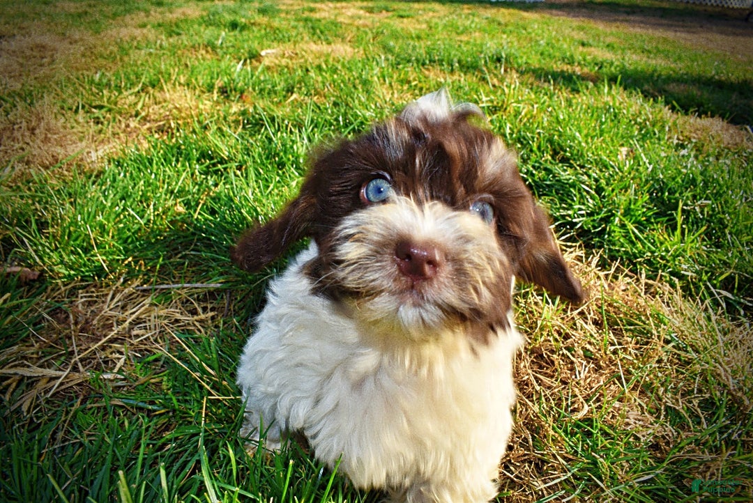 Havapoo dogs for sale: Precious - Ad 14