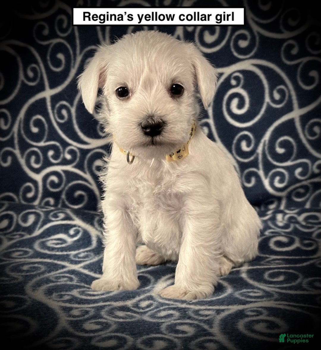 Miniature Schnauzer dogs for sale: AKC Regina's Yellow Collar Female - Ad 1