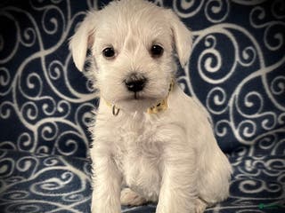 Miniature Schnauzer dogs AKC Regina's Yellow Collar Female - Ad 11