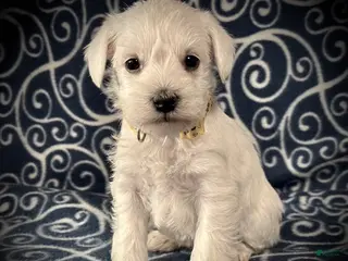 Miniature Schnauzer dogs AKC Regina's Yellow Collar Female - Ad 1