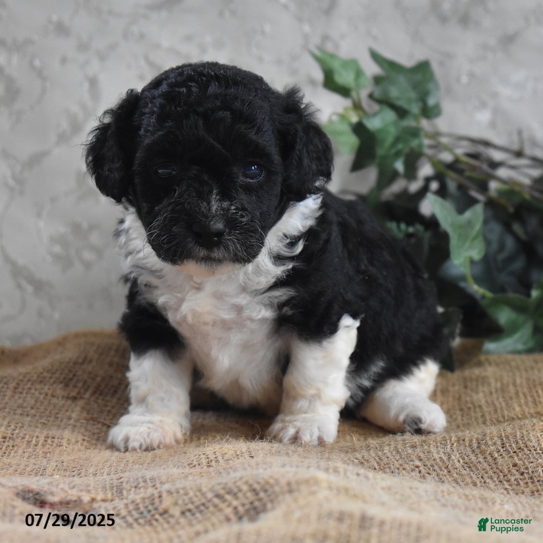 Cavapoo dogs for sale: Alisha - Ad 10