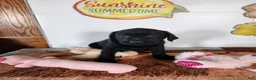 Labrador Retriever dogs for sale: Mindy - Ad 6
