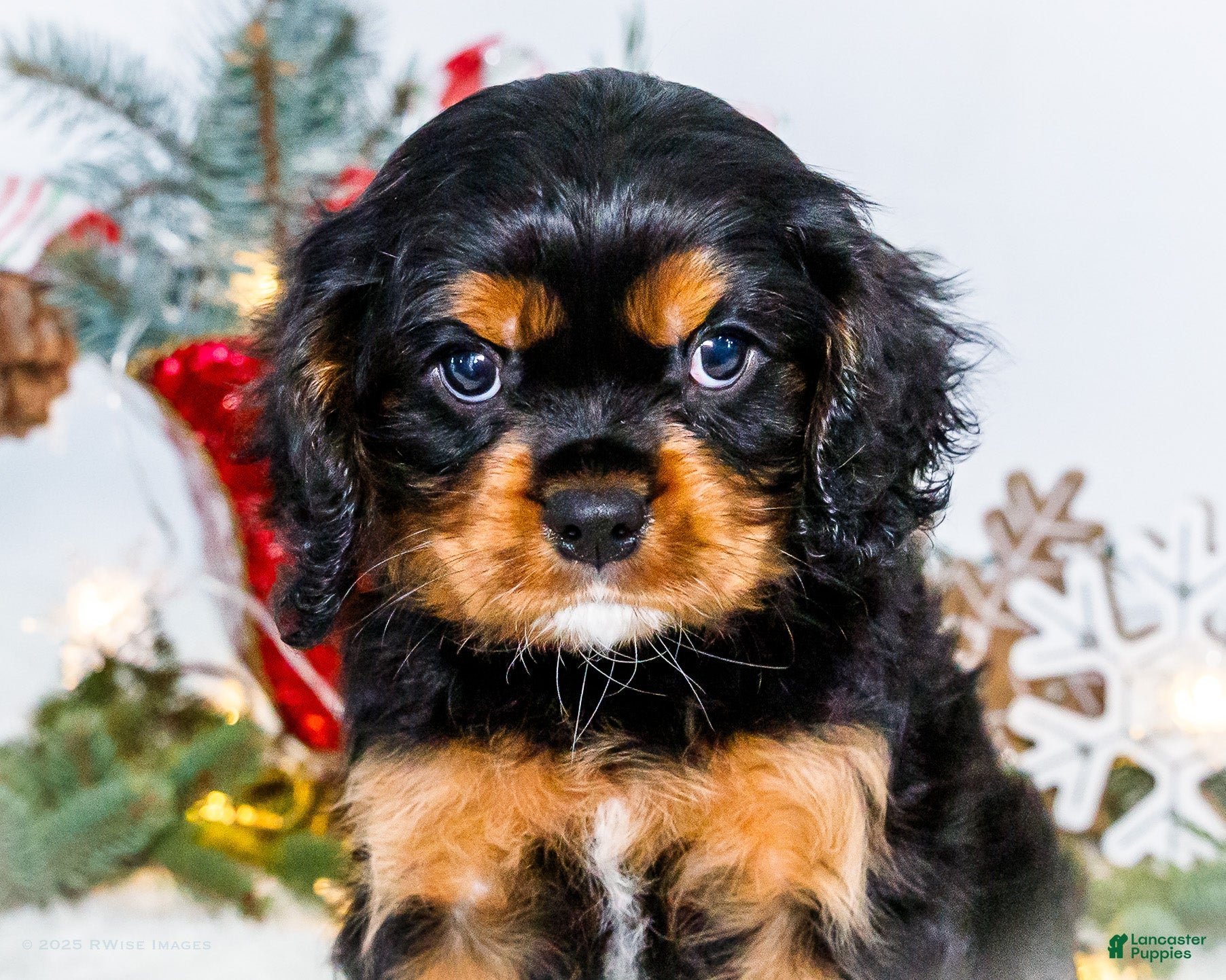 Cavalier King Charles Spaniel dogs Kringle - Ad 20