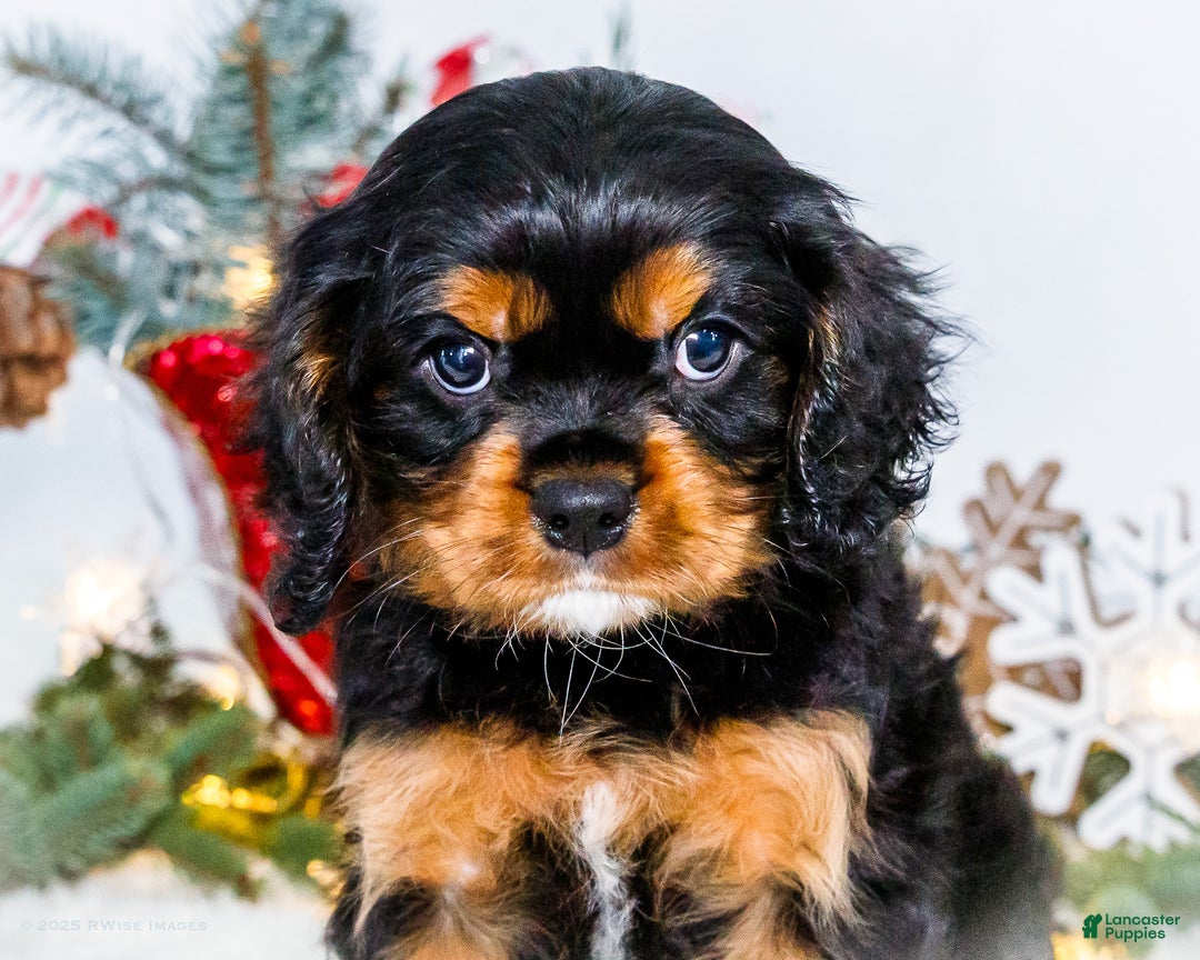 Cavalier King Charles Spaniel dogs for sale: Kringle - Ad 2