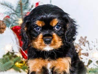 Cavalier King Charles Spaniel dogs Kringle - Ad 20