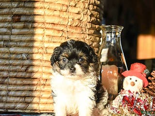 Shihpoo dogs Griffin - Ad 32