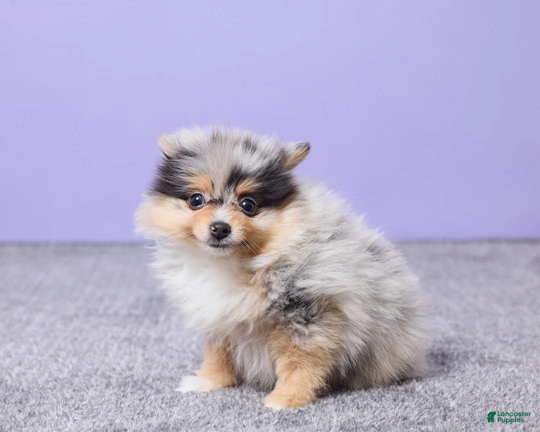 Pomeranian dogs for sale: Abby - Ad 2