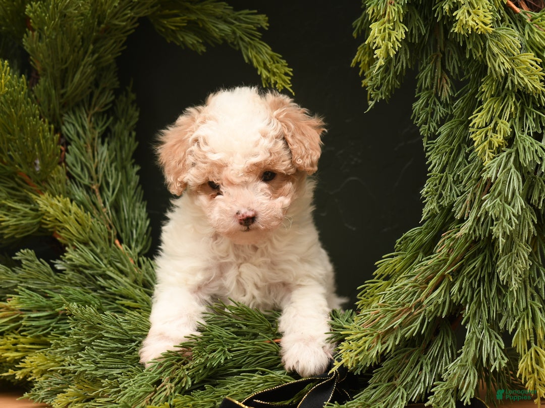 Bichpoo dogs for sale: Teddy Bear  - Ad 1